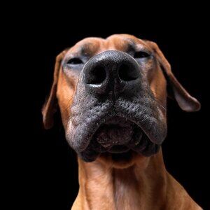 Meet your Posher, Belinda